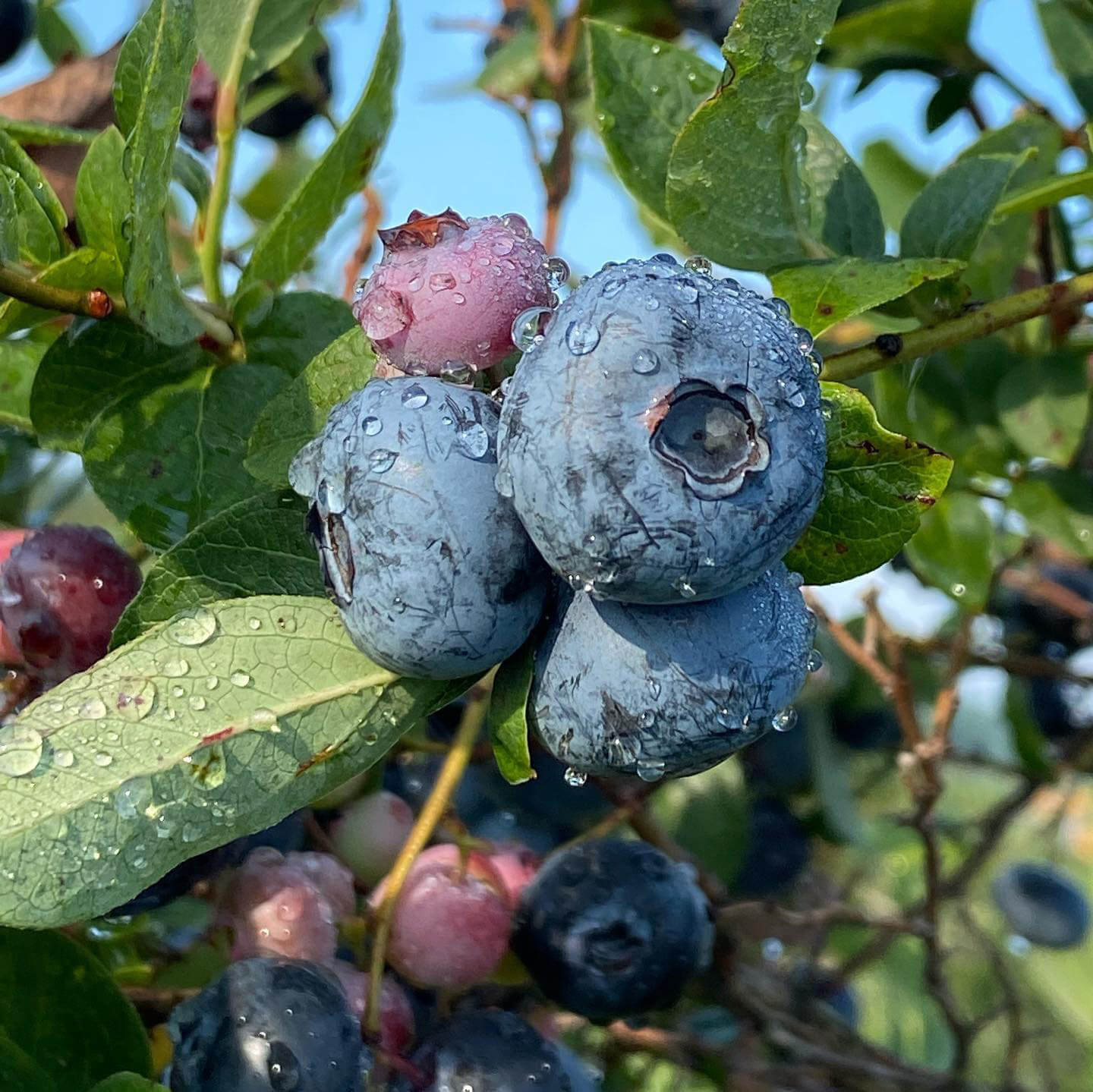 Blueberries ripe on vine Tillmans